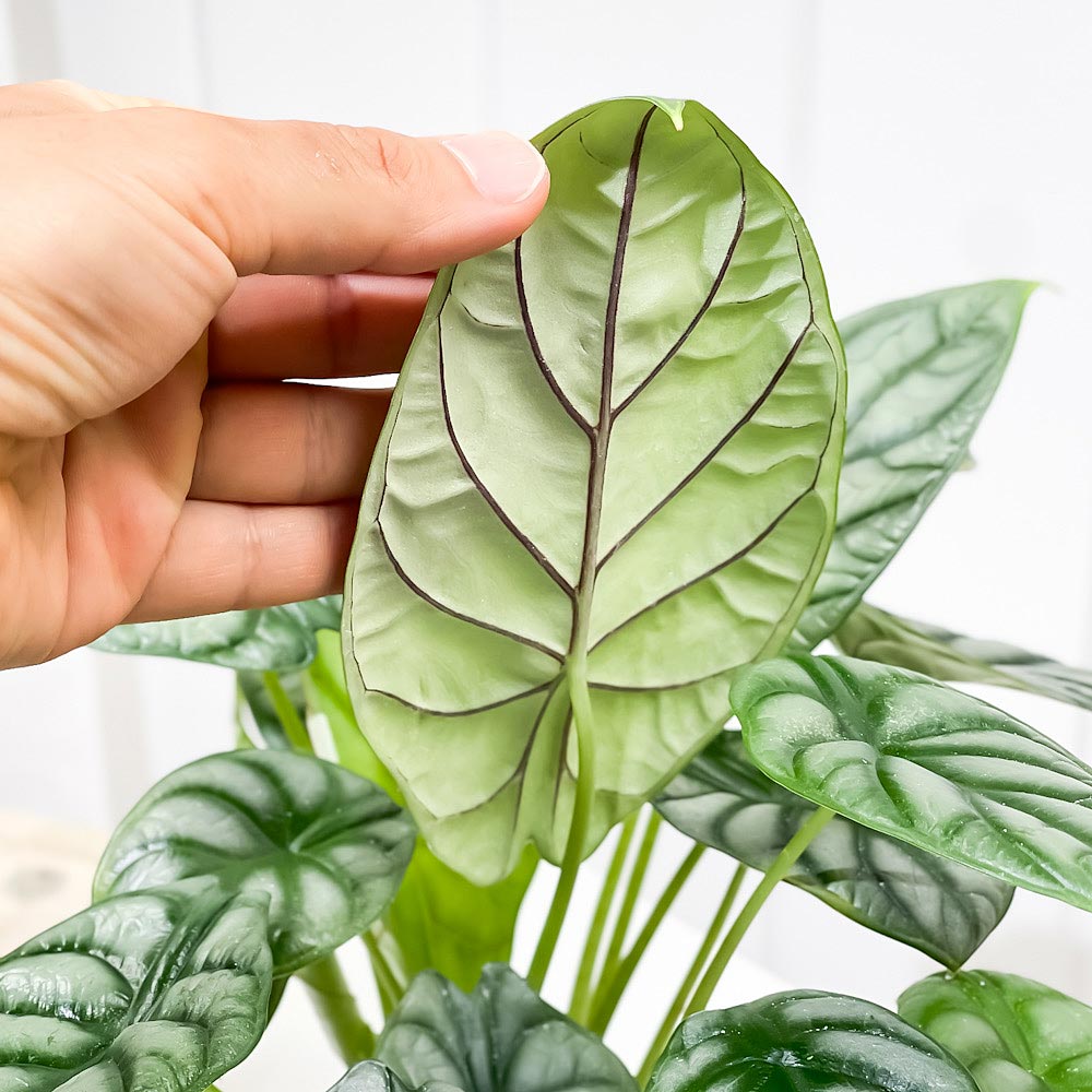 PLANCHU 観葉植物 アロカシア シルバードラゴン 5号鉢 受け皿付き 育て方説明書付き Alocasia ‘Silver Dragon’ アロイド