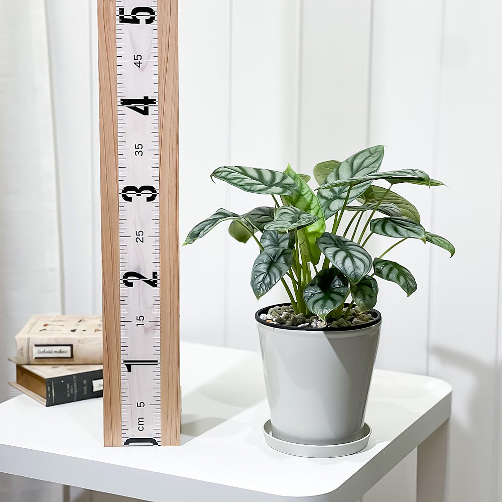 PLANCHU 観葉植物 アロカシア シルバードラゴン 5号鉢 受け皿付き 育て方説明書付き Alocasia ‘Silver Dragon’ アロイド