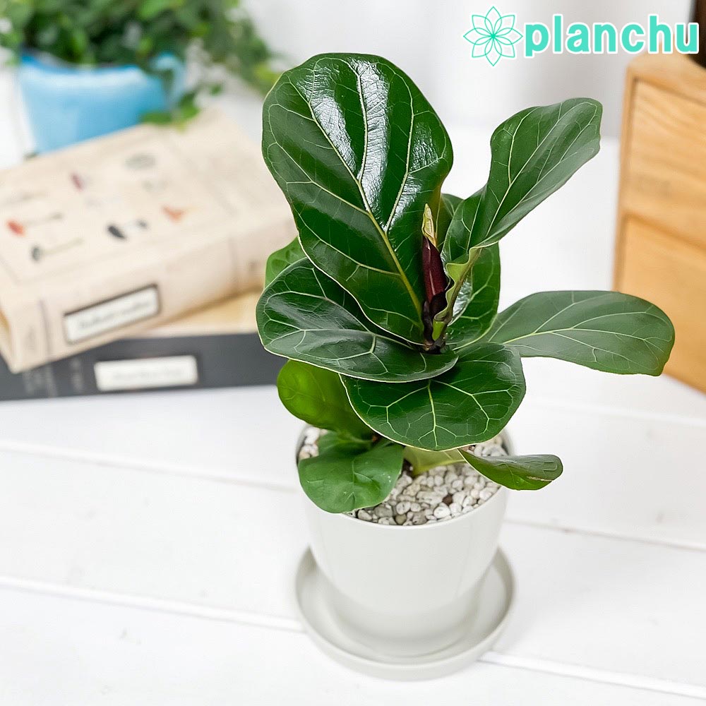 PLANCHU 観葉植物 フィカス リラータ 3.5号鉢 受け皿付き 育て方説明書付き Ficus lyrata カシワバゴムノキ ゴムノキ ゴムの木