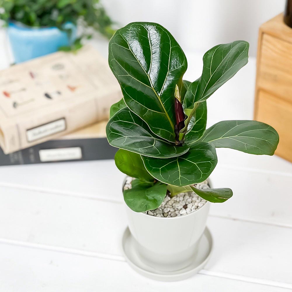 PLANCHU 観葉植物 フィカス リラータ 3.5号鉢 受け皿付き 育て方説明書付き Ficus lyrata カシワバゴムノキ ゴムノキ ゴムの木