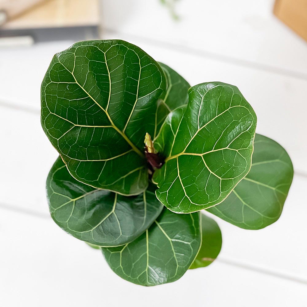 PLANCHU 観葉植物 フィカス リラータ 3.5号鉢 受け皿付き 育て方説明書付き Ficus lyrata カシワバゴムノキ ゴムノキ ゴムの木