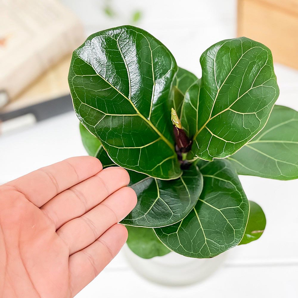 PLANCHU 観葉植物 フィカス リラータ 3.5号鉢 受け皿付き 育て方説明書付き Ficus lyrata カシワバゴムノキ ゴムノキ ゴムの木