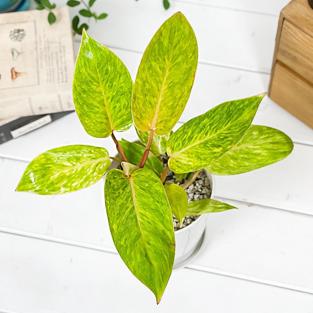 PLANCHU 観葉植物 フィロデンドロン ペインテッドレディ 4号鉢 受け皿付き 育て方説明書付き Philodendron ‘Painted Lady’ アロイド