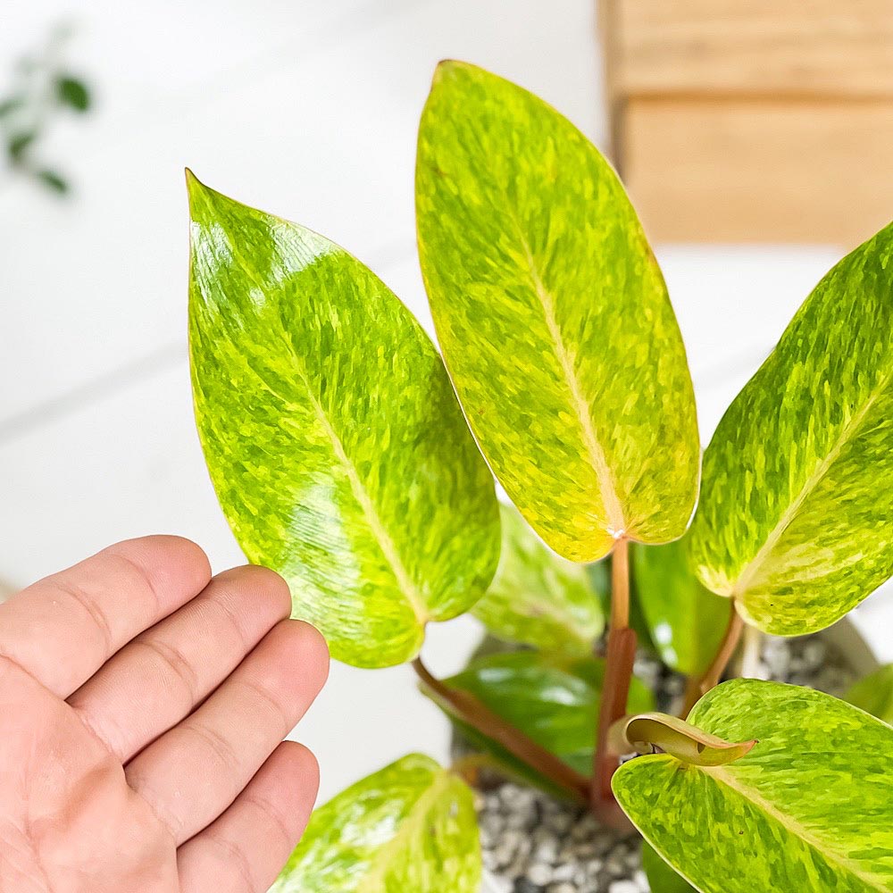 PLANCHU 観葉植物 フィロデンドロン ペインテッドレディ 4号鉢 受け皿付き 育て方説明書付き Philodendron ‘Painted Lady’ アロイド