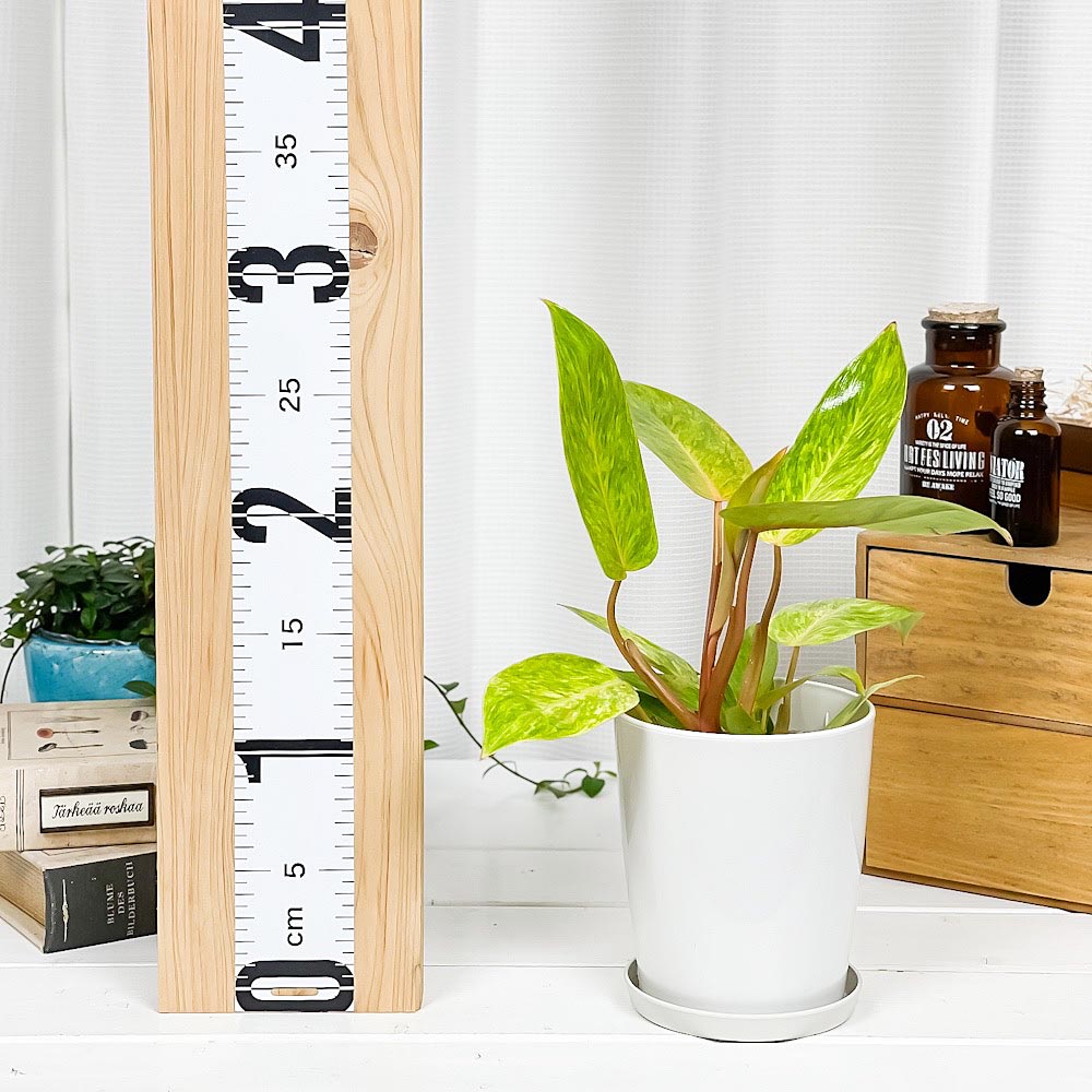PLANCHU 観葉植物 フィロデンドロン ペインテッドレディ 4号鉢 受け皿付き 育て方説明書付き Philodendron ‘Painted Lady’ アロイド