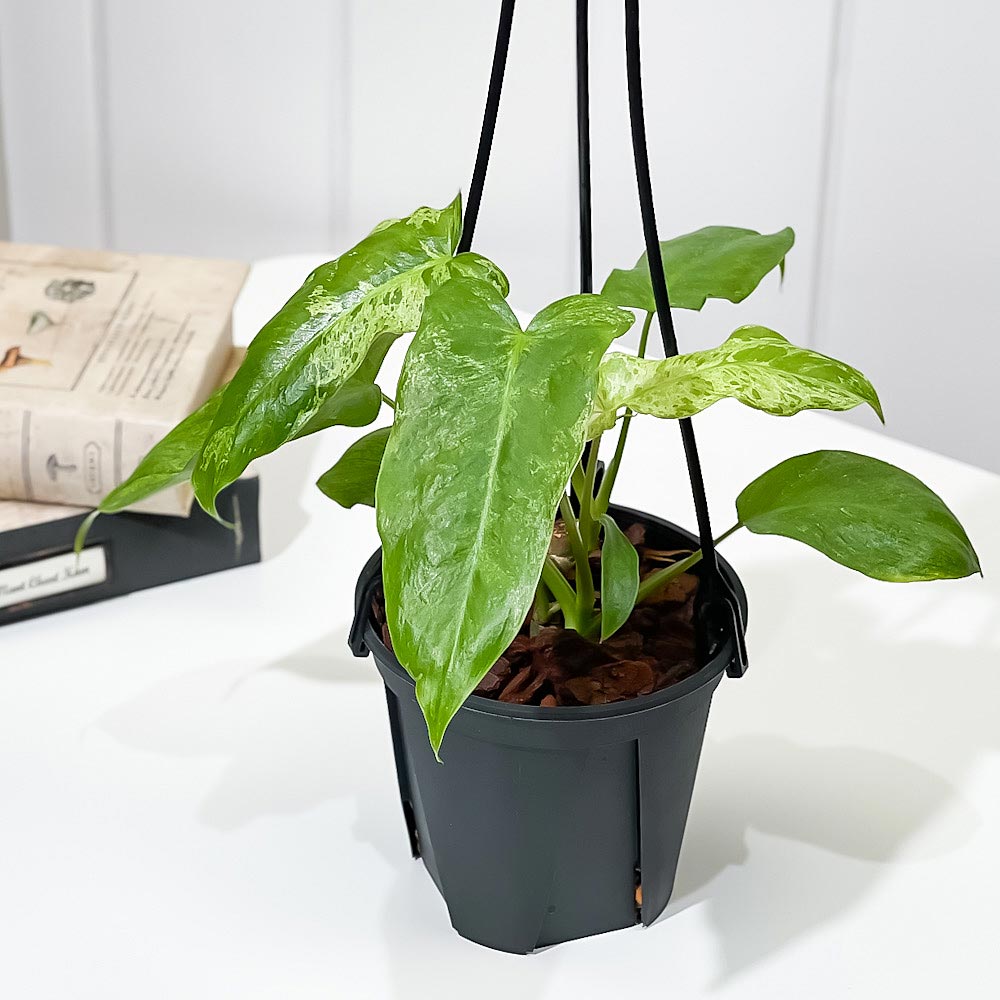 PLANCHU 観葉植物 フィロデンドロン パライソベルデ 4号吊り鉢 育て方説明書付き Philodendron ‘Paraiso Verde’ パライソヴェルデ アロイド