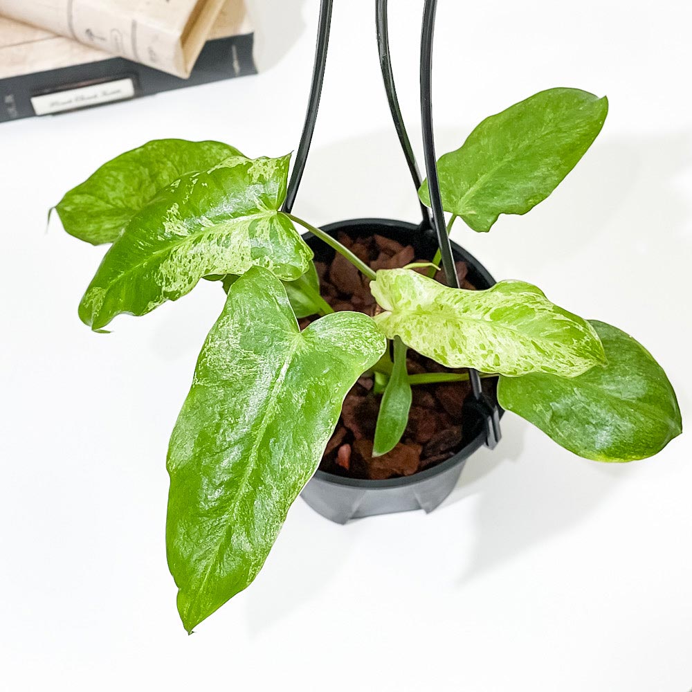 PLANCHU 観葉植物 フィロデンドロン パライソベルデ 4号吊り鉢 育て方説明書付き Philodendron ‘Paraiso Verde’ パライソヴェルデ アロイド