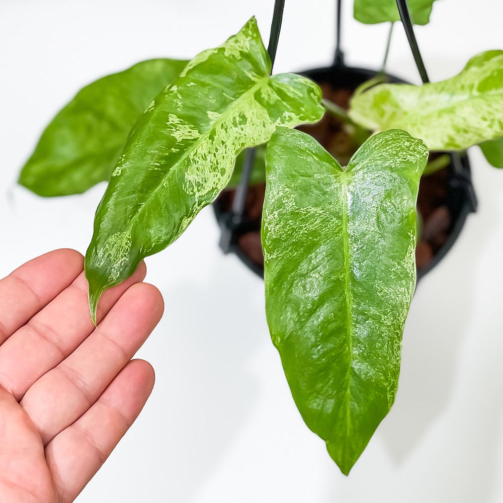PLANCHU 観葉植物 フィロデンドロン パライソベルデ 4号吊り鉢 育て方説明書付き Philodendron ‘Paraiso Verde’ パライソヴェルデ アロイド