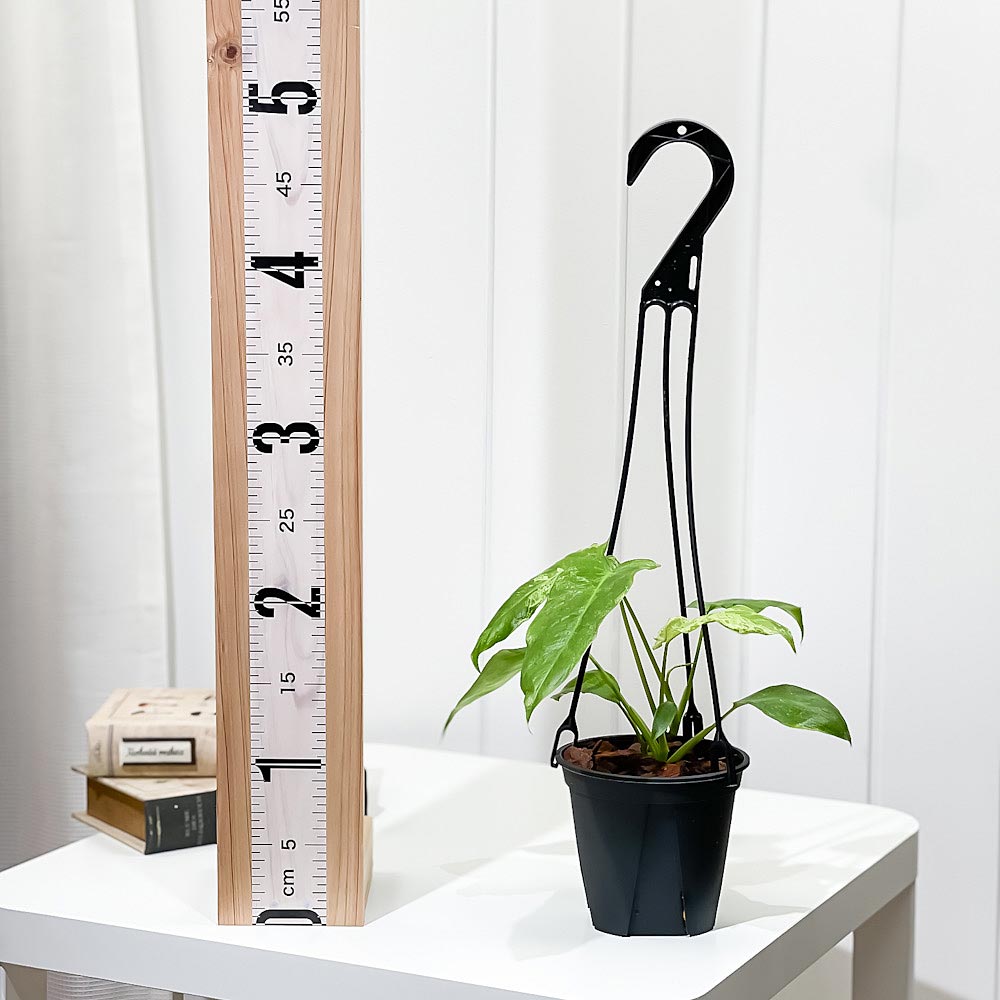 PLANCHU 観葉植物 フィロデンドロン パライソベルデ 4号吊り鉢 育て方説明書付き Philodendron ‘Paraiso Verde’ パライソヴェルデ アロイド