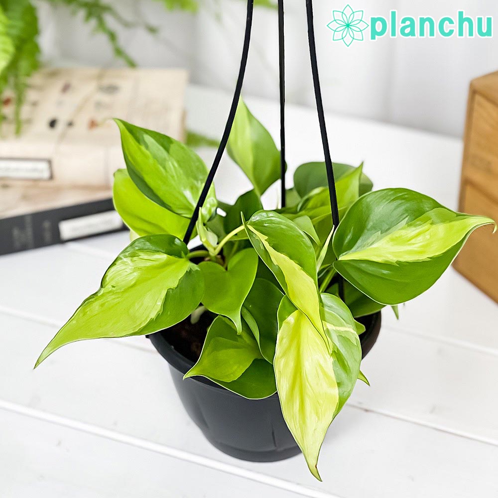 PLANCHU 観葉植物 フィロデンドロン オキシカルディウム ブラジル 5号吊り鉢 育て方説明書付き Philodendron oxycardium ‘Brazil’ 斑入 オキシカルジウム アロイド