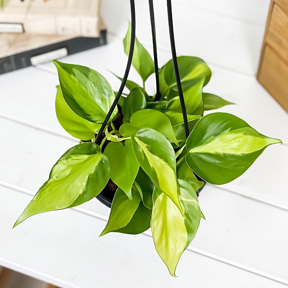 PLANCHU 観葉植物 フィロデンドロン オキシカルディウム ブラジル 5号吊り鉢 育て方説明書付き Philodendron oxycardium ‘Brazil’ 斑入 オキシカルジウム アロイド