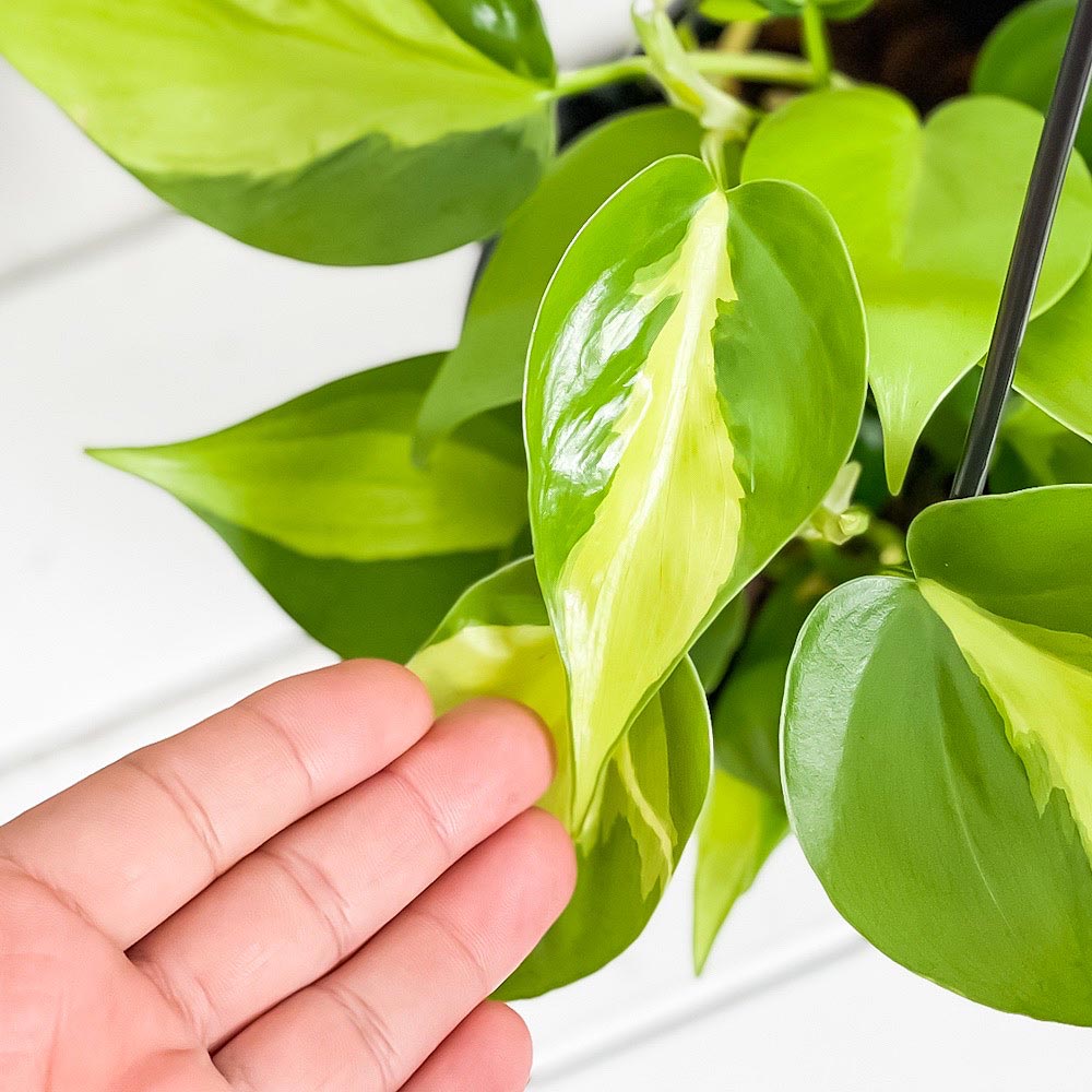 PLANCHU 観葉植物 フィロデンドロン オキシカルディウム ブラジル 5号吊り鉢 育て方説明書付き Philodendron oxycardium ‘Brazil’ 斑入 オキシカルジウム アロイド