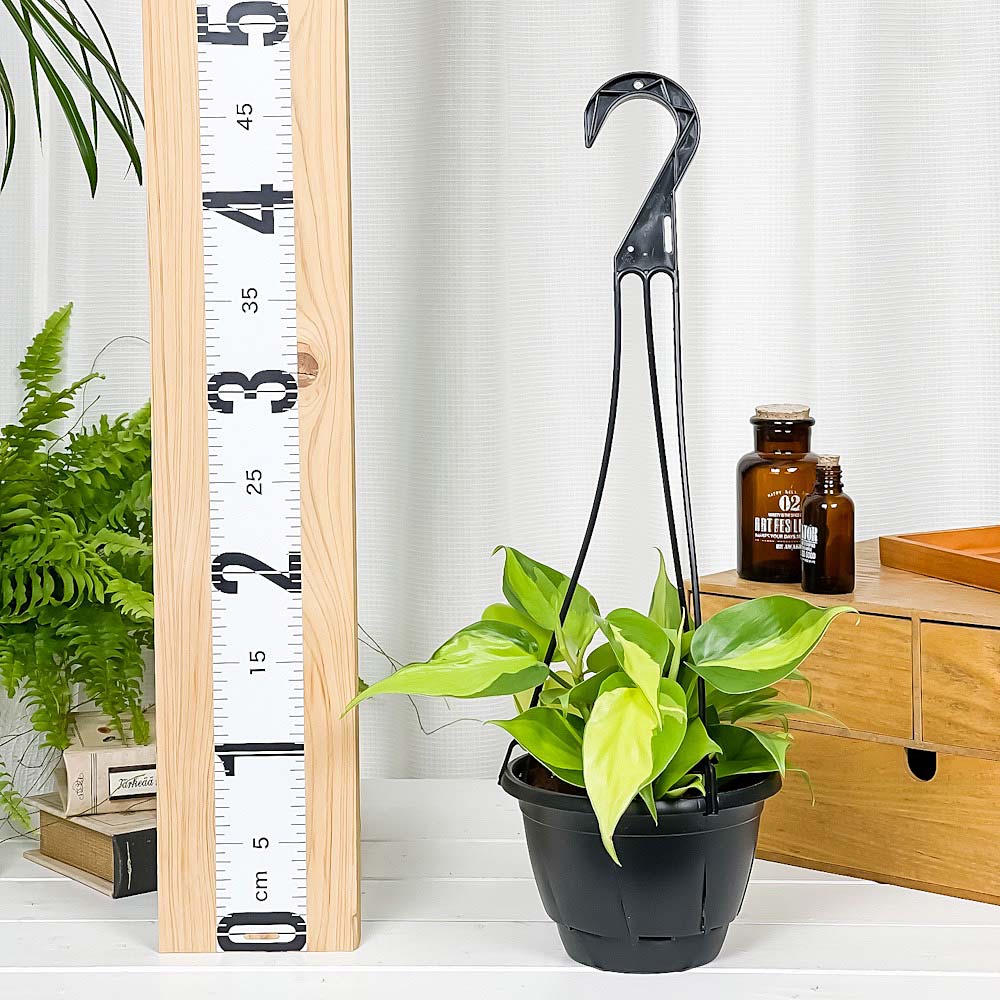 PLANCHU 観葉植物 フィロデンドロン オキシカルディウム ブラジル 5号吊り鉢 育て方説明書付き Philodendron oxycardium ‘Brazil’ 斑入 オキシカルジウム アロイド