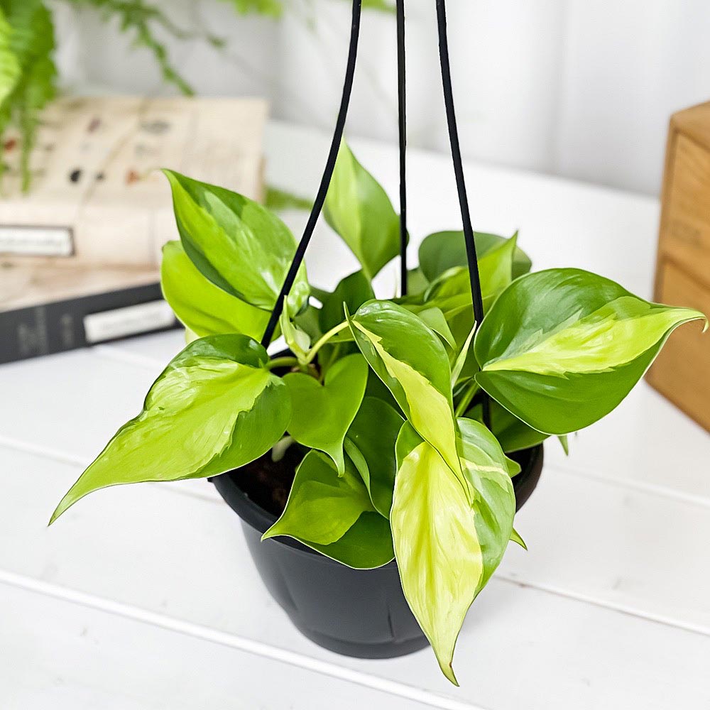 PLANCHU 観葉植物 フィロデンドロン オキシカルディウム ブラジル 5号吊り鉢 育て方説明書付き Philodendron oxycardium ‘Brazil’ 斑入 オキシカルジウム アロイド