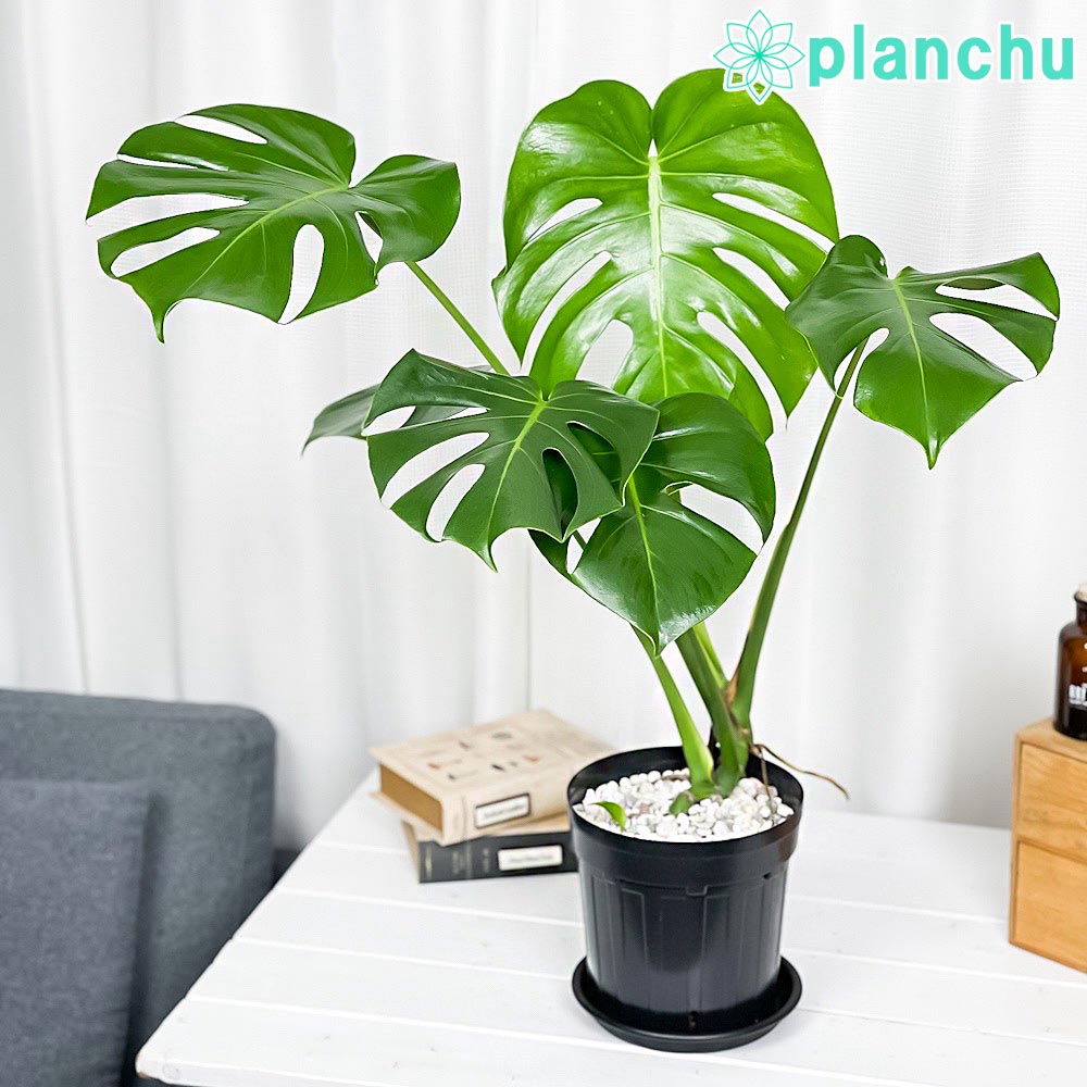 PLANCHU 観葉植物 モンステラ 6号スリット鉢 受け皿付き 育て方説明書付き Monstera アロイド