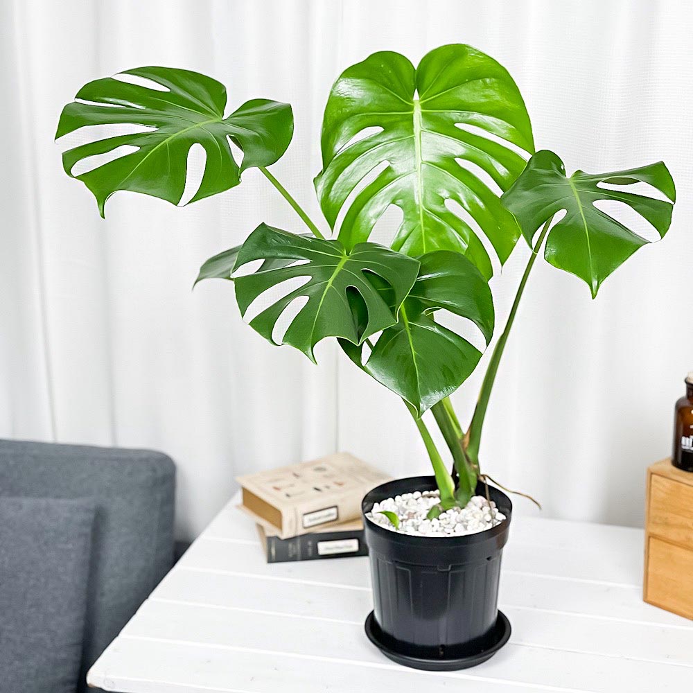 PLANCHU 観葉植物 モンステラ 6号スリット鉢 受け皿付き 育て方説明書付き Monstera アロイド