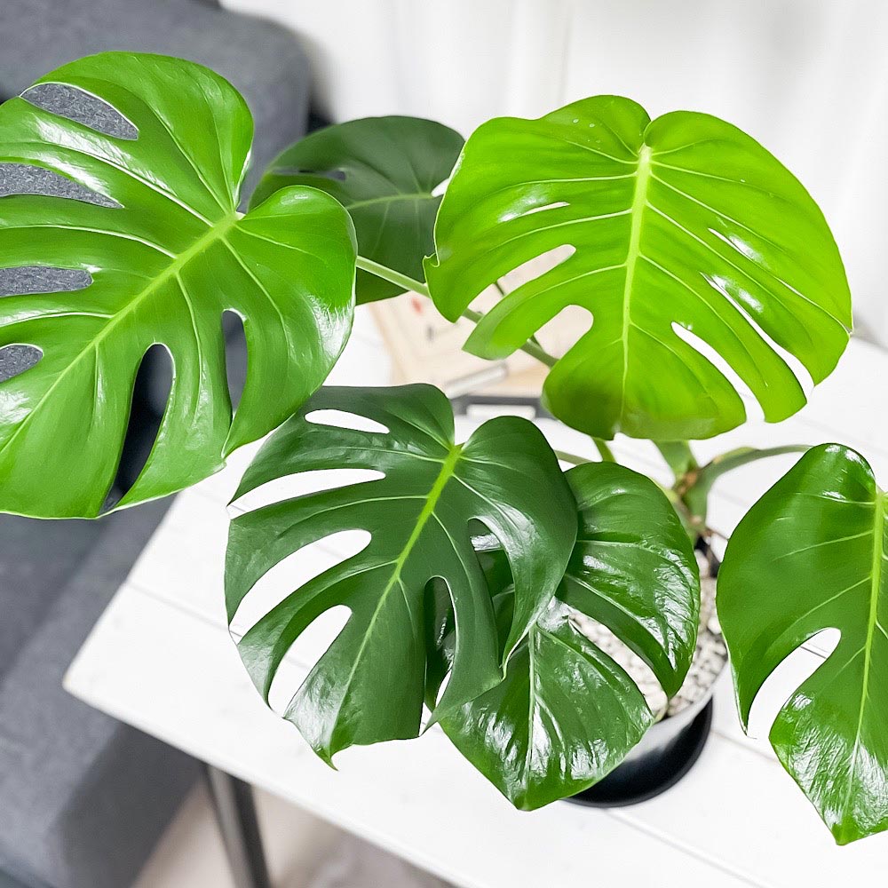 PLANCHU 観葉植物 モンステラ 6号スリット鉢 受け皿付き 育て方説明書付き Monstera アロイド