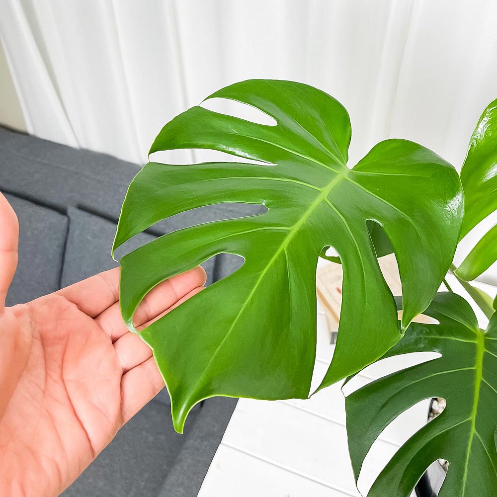PLANCHU 観葉植物 モンステラ 6号スリット鉢 受け皿付き 育て方説明書付き Monstera アロイド
