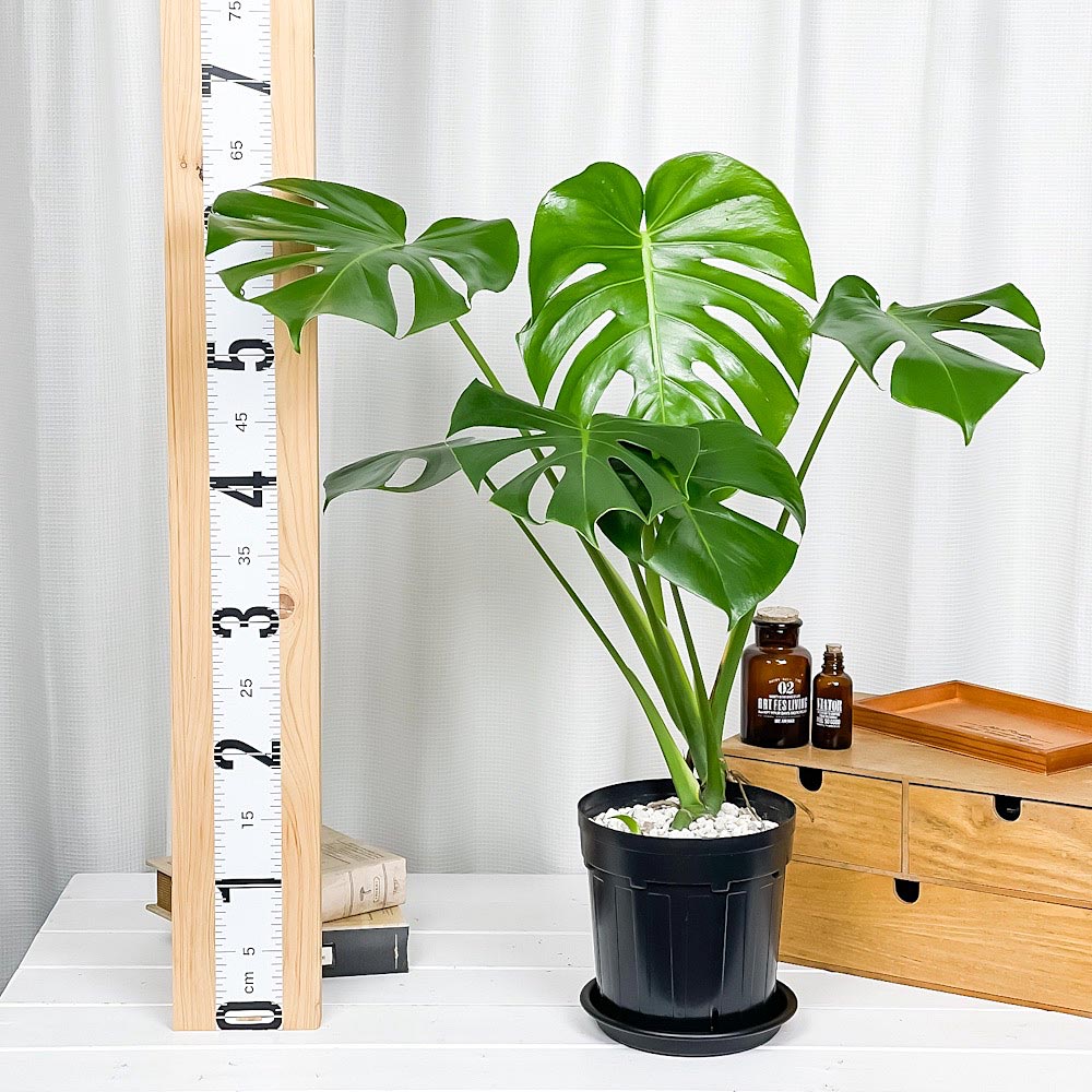 PLANCHU 観葉植物 モンステラ 6号スリット鉢 受け皿付き 育て方説明書付き Monstera アロイド
