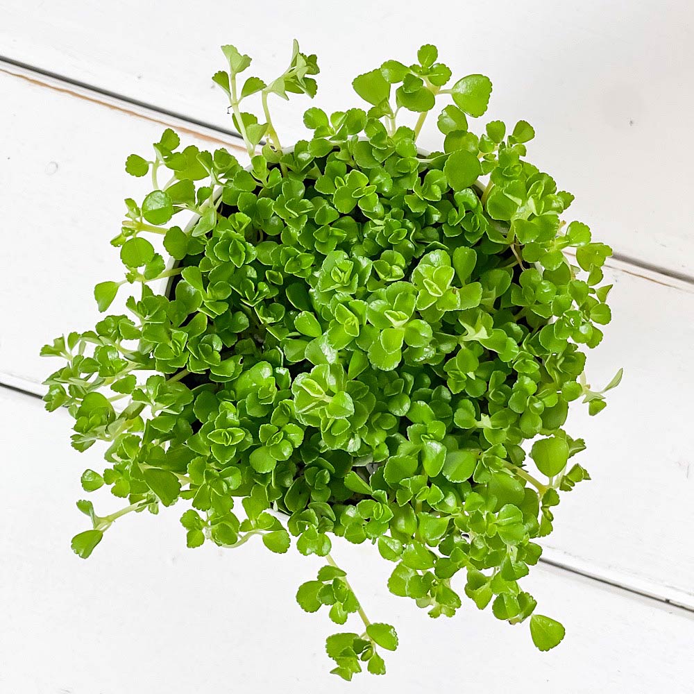 PLANCHU 観葉植物 ピレア ディプレッサ 3.5号鉢 受け皿付き 育て方説明書付き Pilea depressa