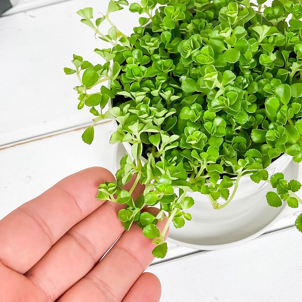 PLANCHU 観葉植物 ピレア ディプレッサ 3.5号鉢 受け皿付き 育て方説明書付き Pilea depressa