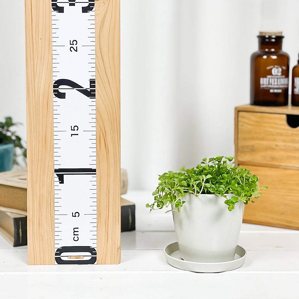 PLANCHU 観葉植物 ピレア ディプレッサ 3.5号鉢 受け皿付き 育て方説明書付き Pilea depressa
