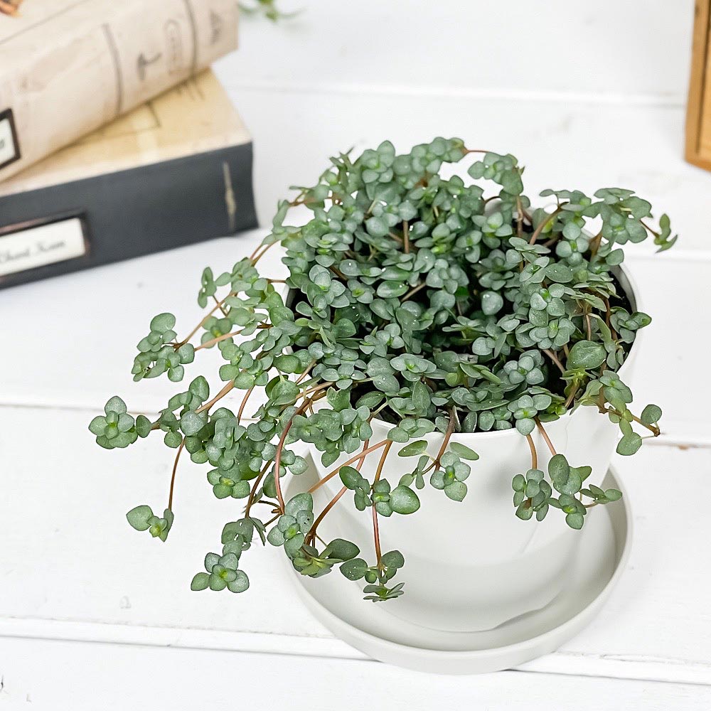 PLANCHU 観葉植物 ピレア グラウカ 3.5号鉢 受け皿付き 育て方説明書付き Pilea glauca