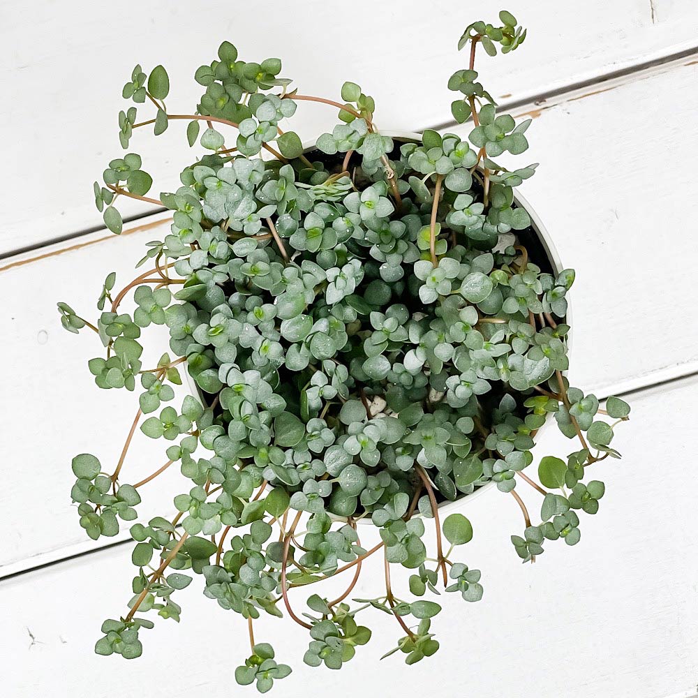 PLANCHU 観葉植物 ピレア グラウカ 3.5号鉢 受け皿付き 育て方説明書付き Pilea glauca