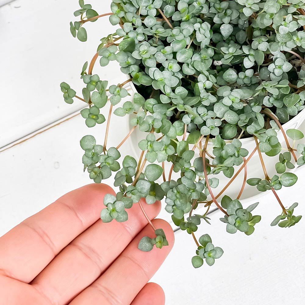 PLANCHU 観葉植物 ピレア グラウカ 3.5号鉢 受け皿付き 育て方説明書付き Pilea glauca