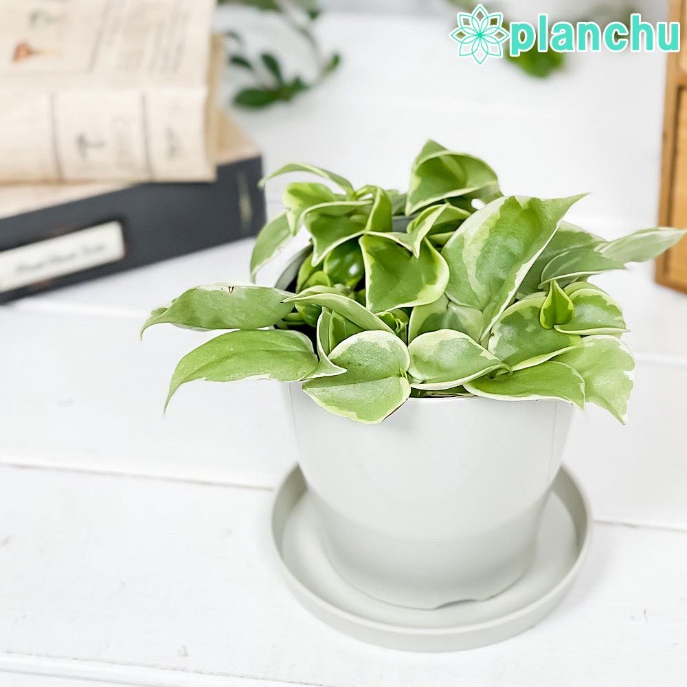 PLANCHU 観葉植物 ペペロミア セルペンス 3.5号鉢 受け皿付き 育て方説明書付き Peperomia serpens
