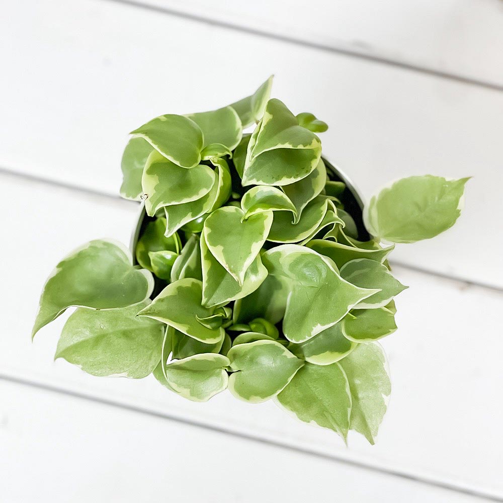 PLANCHU 観葉植物 ペペロミア セルペンス 3.5号鉢 受け皿付き 育て方説明書付き Peperomia serpens