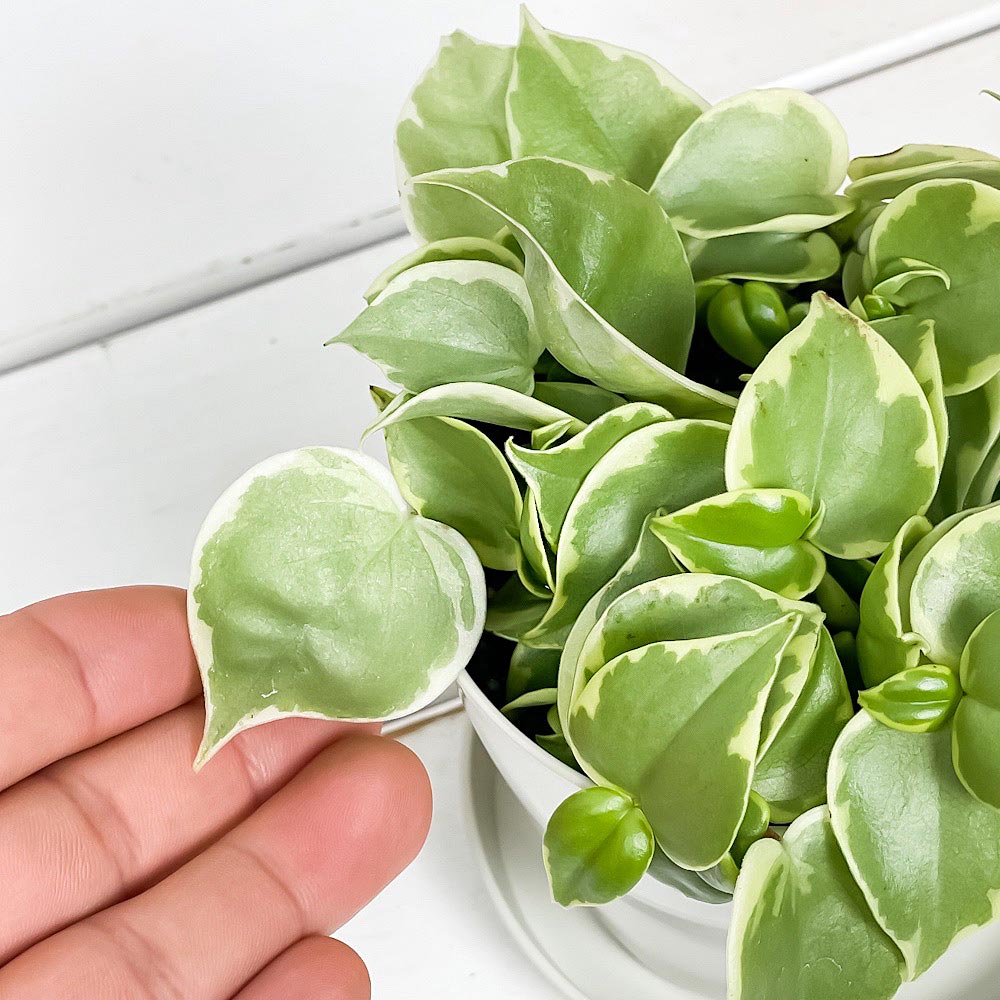 PLANCHU 観葉植物 ペペロミア セルペンス 3.5号鉢 受け皿付き 育て方説明書付き Peperomia serpens