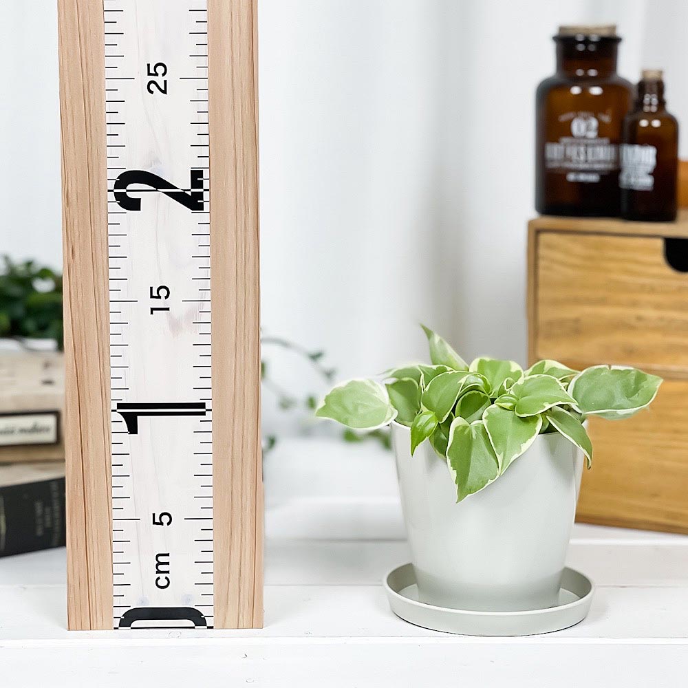 PLANCHU 観葉植物 ペペロミア セルペンス 3.5号鉢 受け皿付き 育て方説明書付き Peperomia serpens