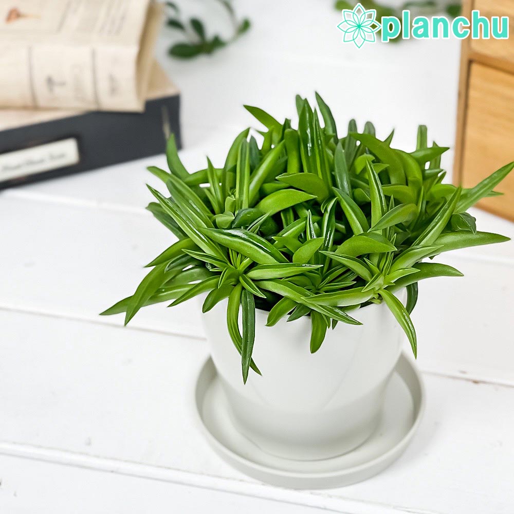 PLANCHU 観葉植物 ペペロミア ハッピービーン 3.5号鉢 受け皿付き 育て方説明書付き Peperomia ferreyrae ‘Happy Bean’