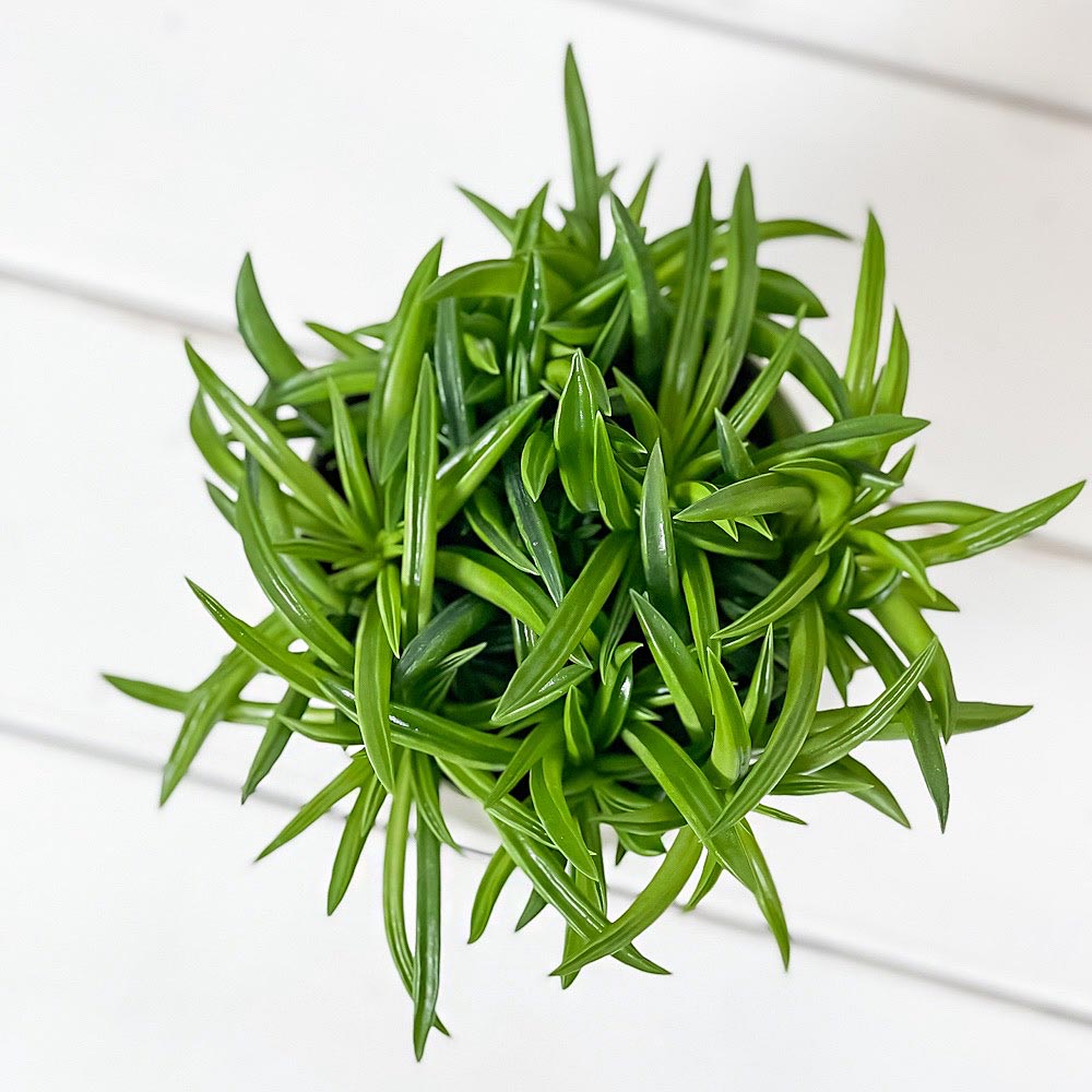 PLANCHU 観葉植物 ペペロミア ハッピービーン 3.5号鉢 受け皿付き 育て方説明書付き Peperomia ferreyrae ‘Happy Bean’