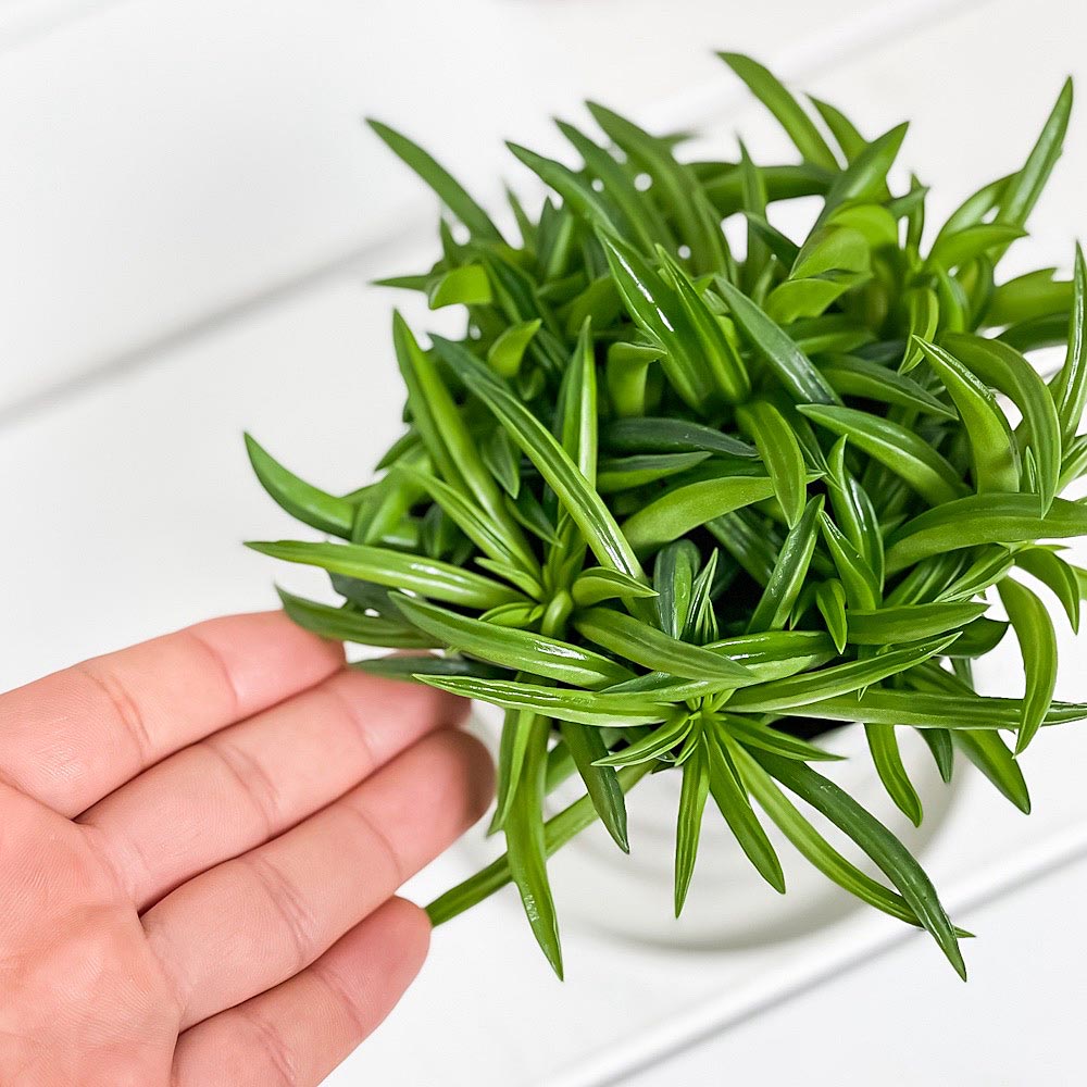 PLANCHU 観葉植物 ペペロミア ハッピービーン 3.5号鉢 受け皿付き 育て方説明書付き Peperomia ferreyrae ‘Happy Bean’