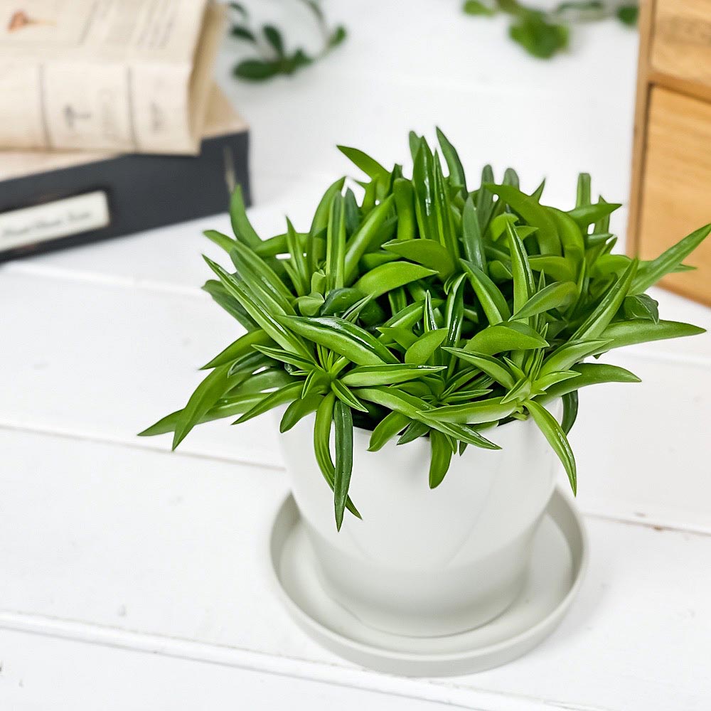 PLANCHU 観葉植物 ペペロミア ハッピービーン 3.5号鉢 受け皿付き 育て方説明書付き Peperomia ferreyrae ‘Happy Bean’