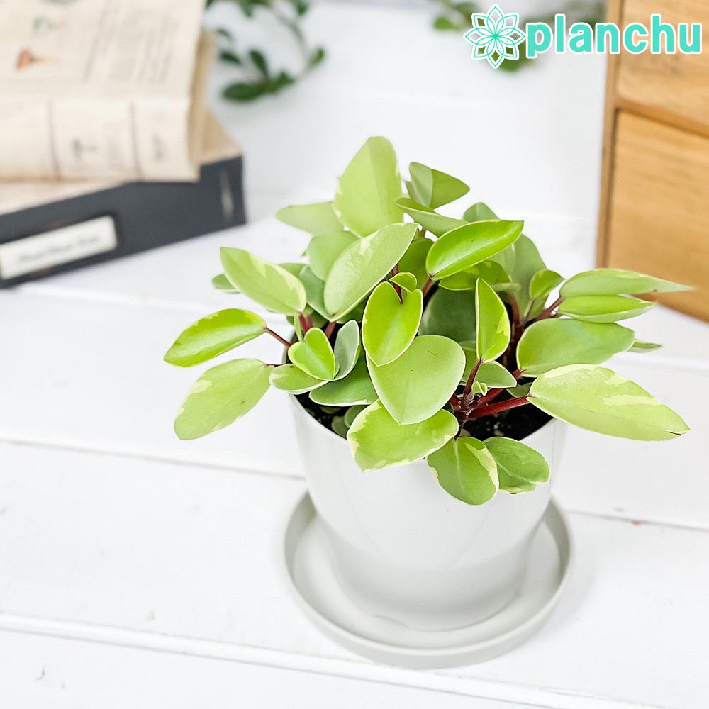 PLANCHU 観葉植物 ペペロミア ピクシー 3.5号鉢 受け皿付き 育て方説明書付き Peperomia orba ‘Pixie’