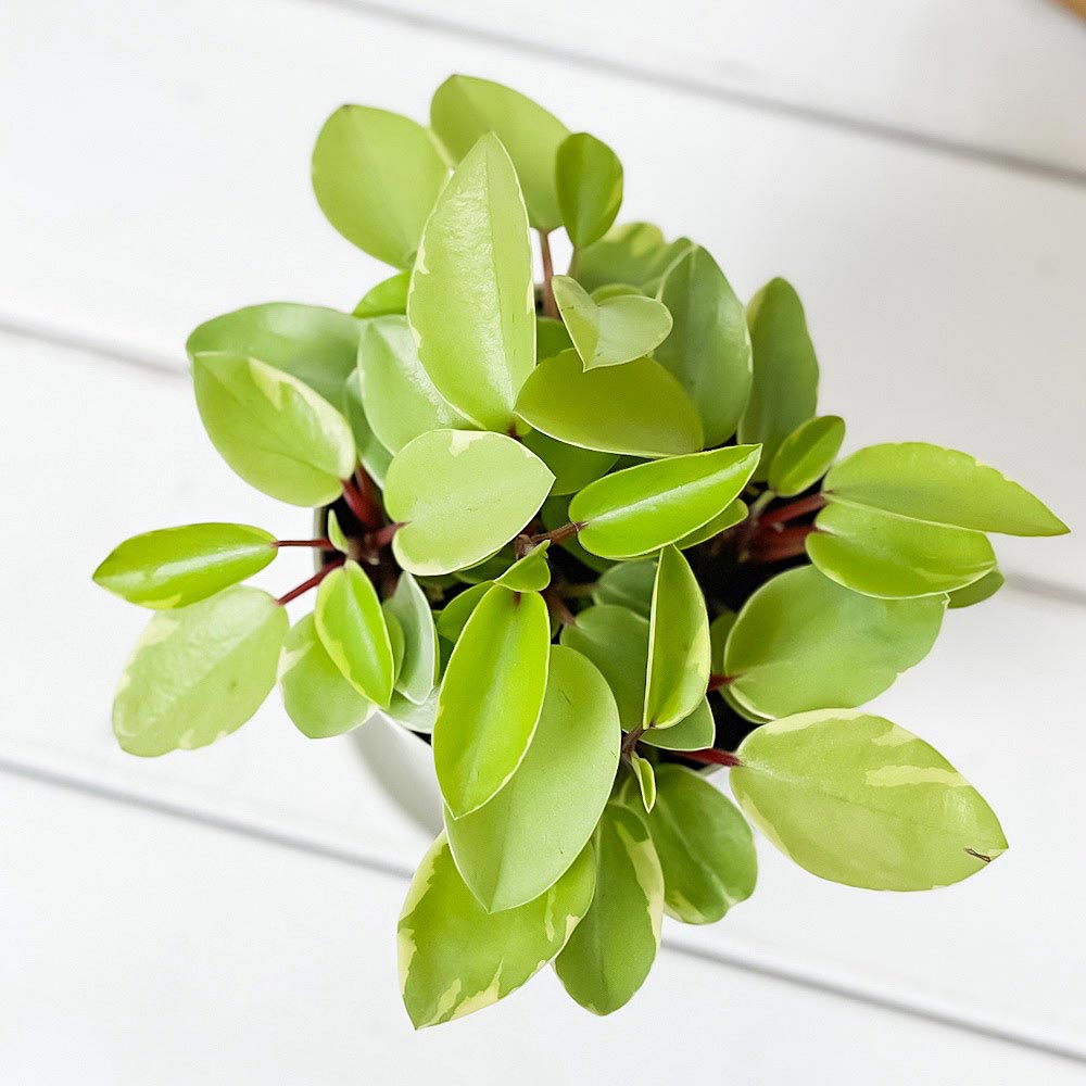 PLANCHU 観葉植物 ペペロミア ピクシー 3.5号鉢 受け皿付き 育て方説明書付き Peperomia orba ‘Pixie’