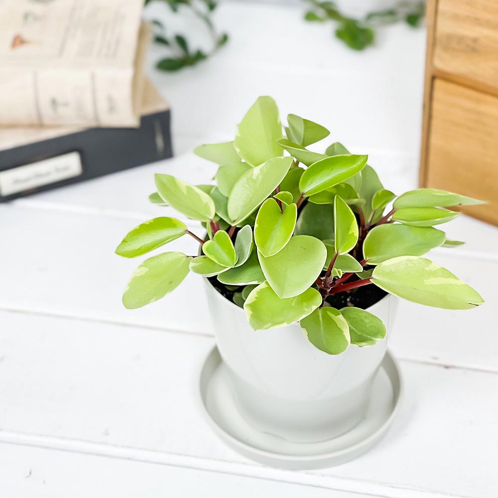 PLANCHU 観葉植物 ペペロミア ピクシー 3.5号鉢 受け皿付き 育て方説明書付き Peperomia orba ‘Pixie’