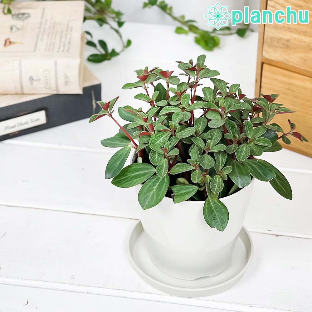 PLANCHU 観葉植物 ペペロミア ルベラ 3.5号鉢 受け皿付き 育て方説明書