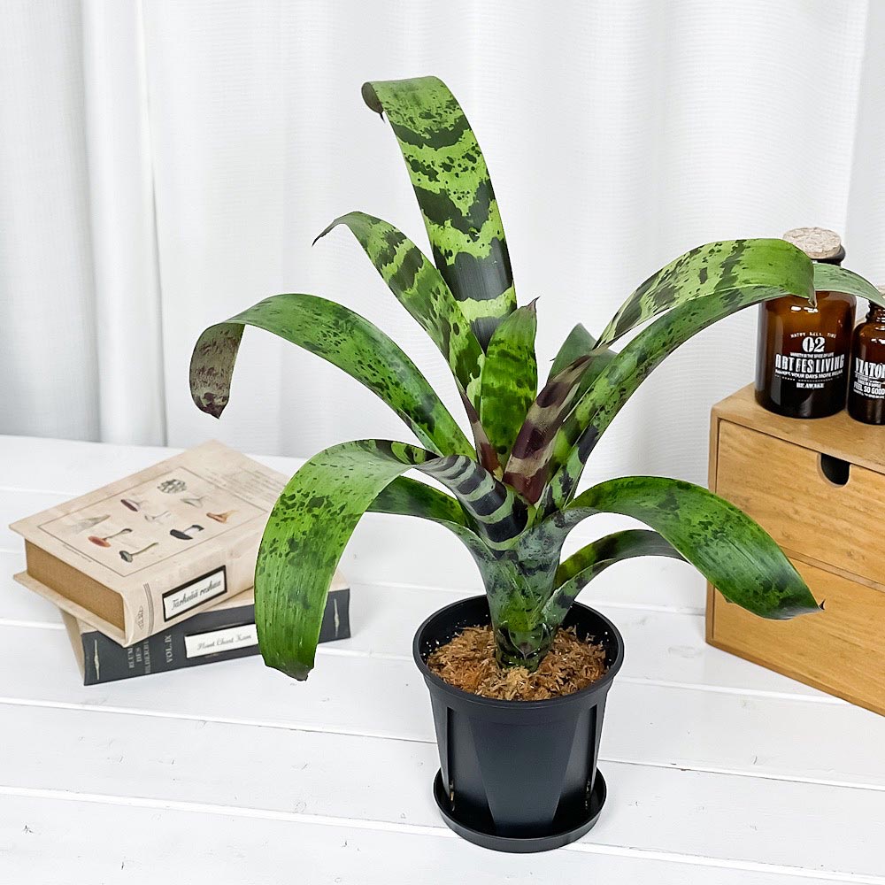 PLANCHU 観葉植物 フリーセア スプレンデンス 4号スリット鉢 受け皿付き 育て方説明書付き Vriesea splendens トラフアナナス ブロメリア タンクブロメリア