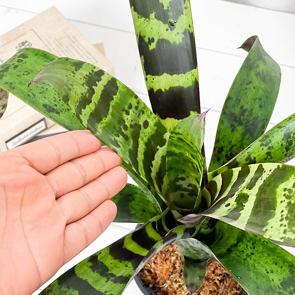 PLANCHU 観葉植物 フリーセア スプレンデンス 4号スリット鉢 受け皿付き 育て方説明書付き Vriesea splendens トラフアナナス ブロメリア タンクブロメリア