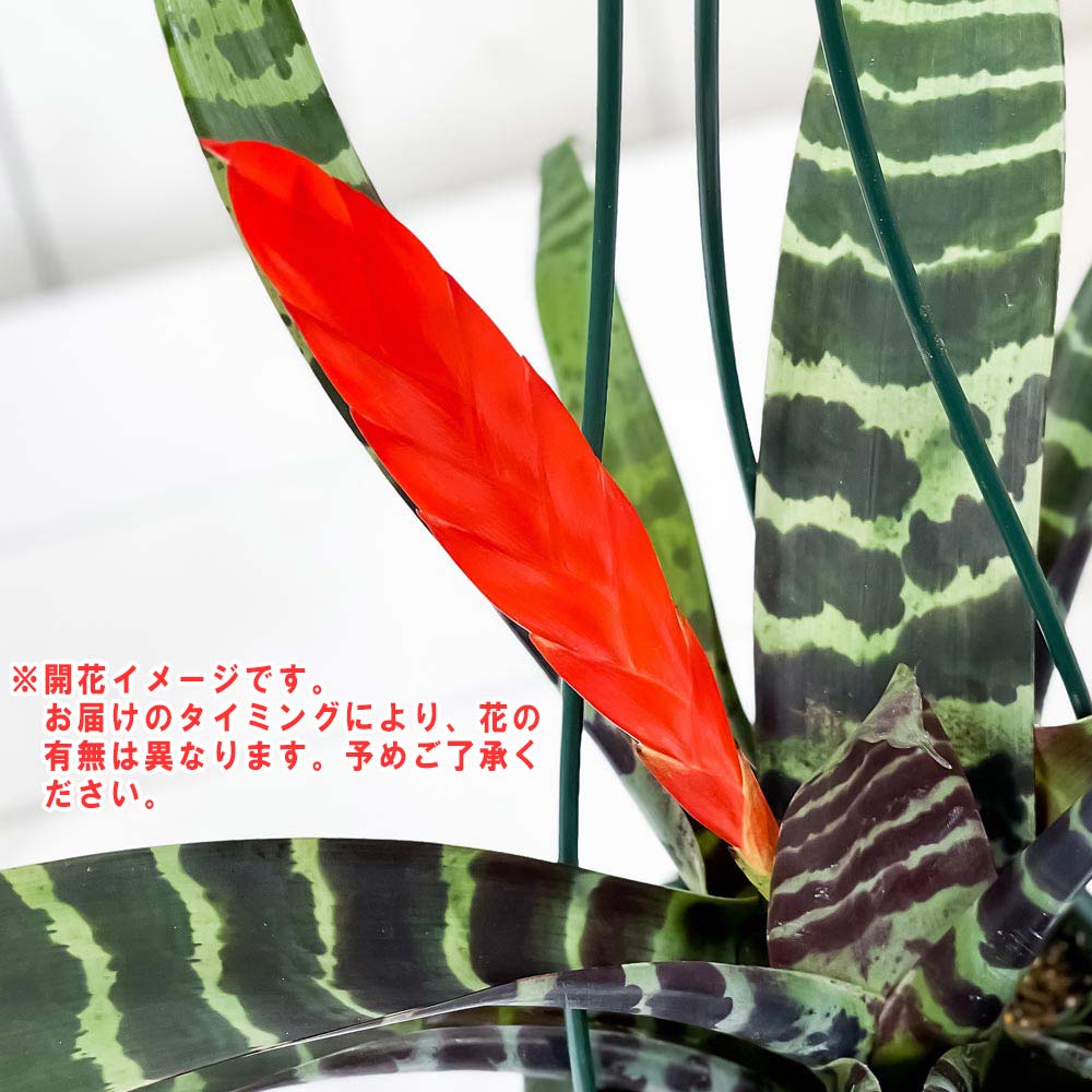 PLANCHU 観葉植物 フリーセア スプレンデンス 4号スリット鉢 受け皿付き 育て方説明書付き Vriesea splendens トラフアナナス ブロメリア タンクブロメリア