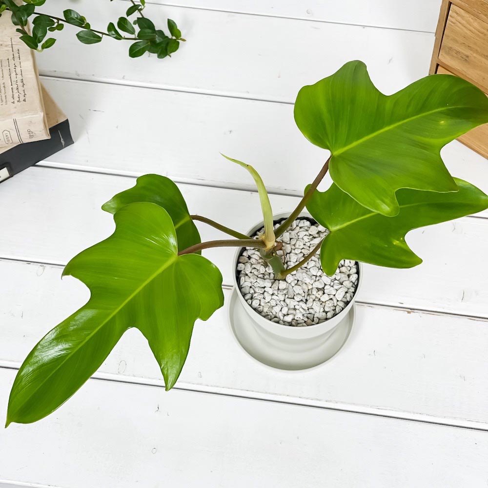 PLANCHU 観葉植物 フィロデンドロン フロリダ 3.5号鉢 受け皿付き 育て方説明書付き Philodendron ‘Florida’ アロイド