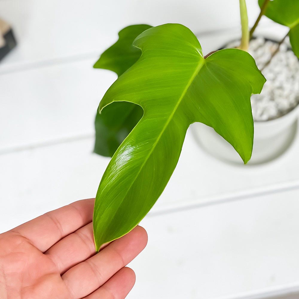 PLANCHU 観葉植物 フィロデンドロン フロリダ 3.5号鉢 受け皿付き 育て方説明書付き Philodendron ‘Florida’ アロイド