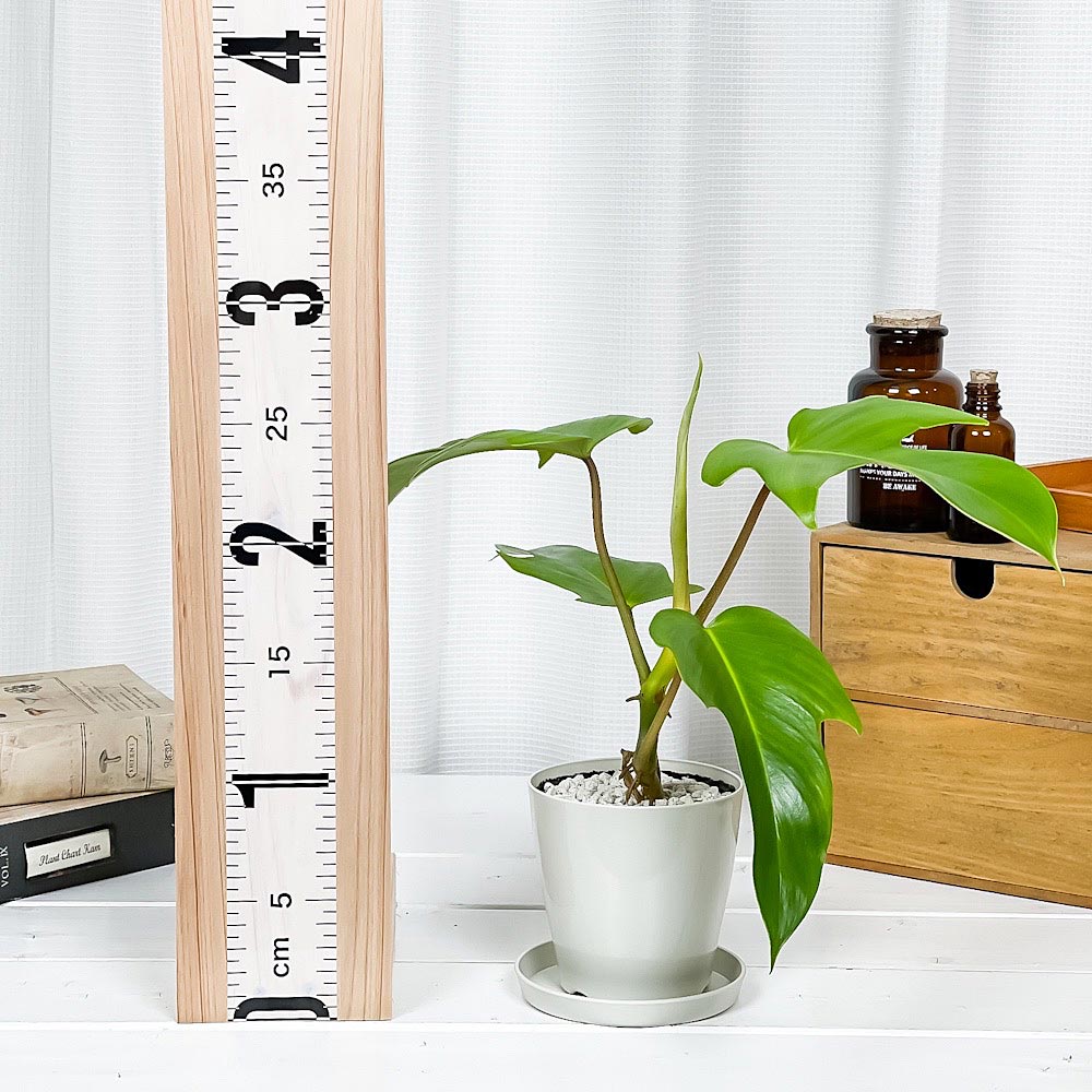 PLANCHU 観葉植物 フィロデンドロン フロリダ 3.5号鉢 受け皿付き 育て方説明書付き Philodendron ‘Florida’ アロイド