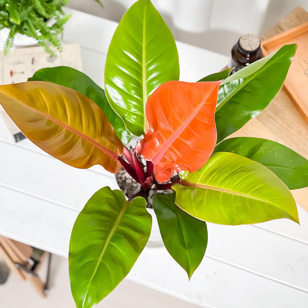 PLANCHU 観葉植物 フィロデンドロン プリンスオブオレンジ 6号鉢 受け皿付き 育て方説明書付き Philodendron ‘Prince Of Orange’ アロイド