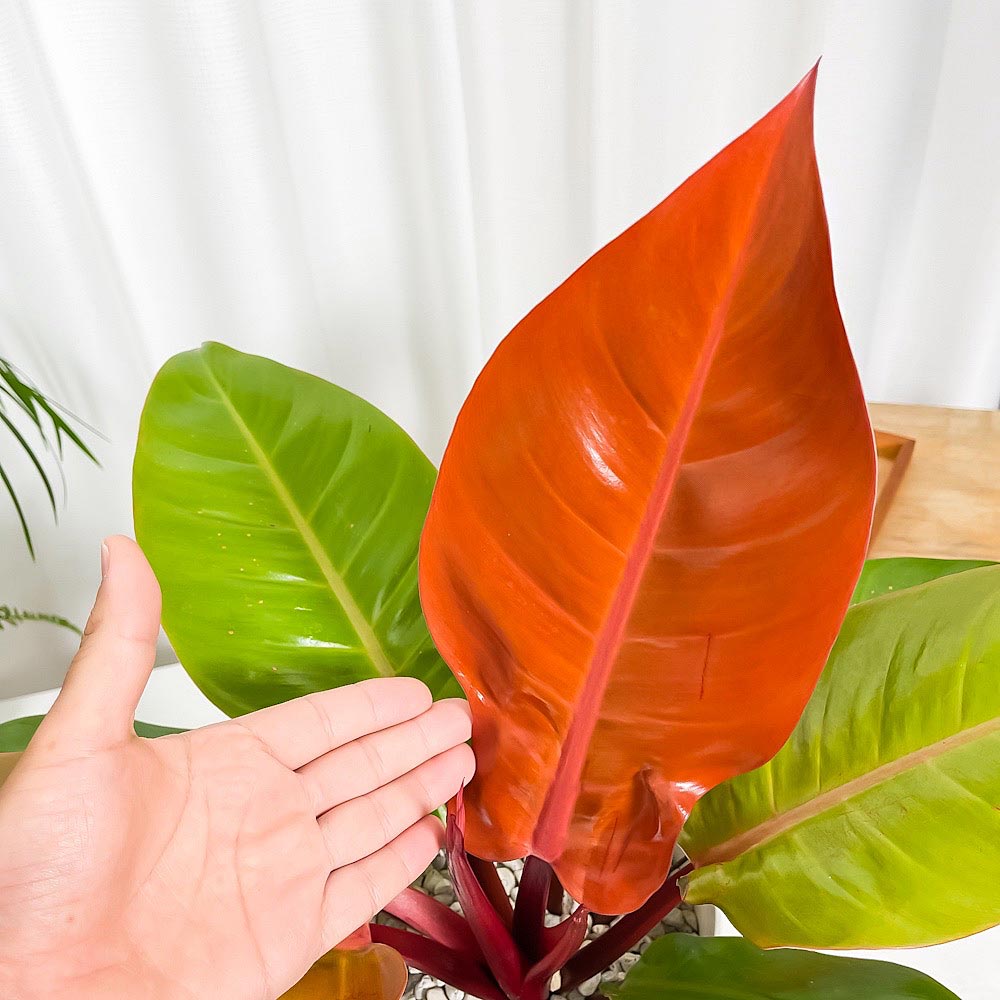 PLANCHU 観葉植物 フィロデンドロン プリンスオブオレンジ 6号鉢 受け皿付き 育て方説明書付き Philodendron ‘Prince Of Orange’ アロイド