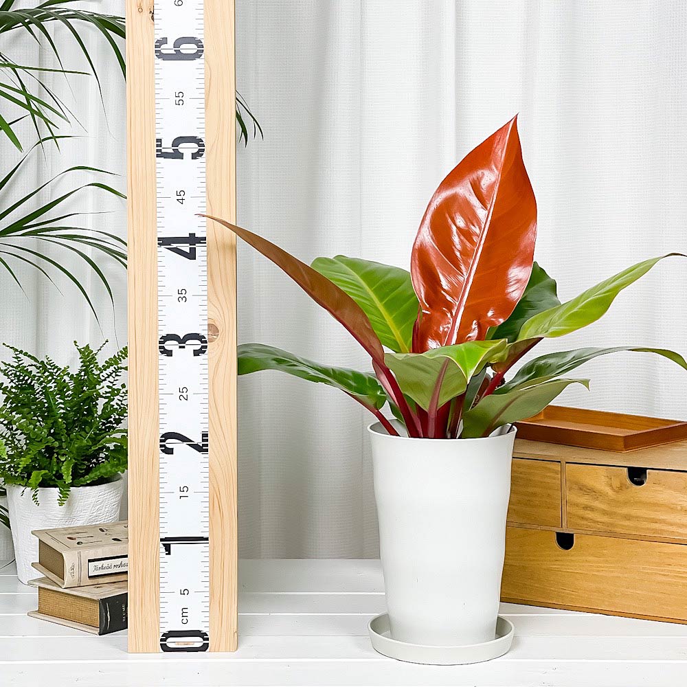 PLANCHU 観葉植物 フィロデンドロン プリンスオブオレンジ 6号鉢 受け皿付き 育て方説明書付き Philodendron ‘Prince Of Orange’ アロイド